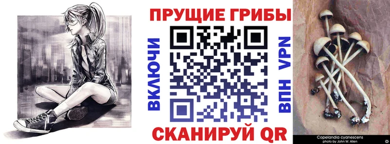 Купить закладки  Лаишево  Галлюциногенные грибы GOLDEN TEACHER 